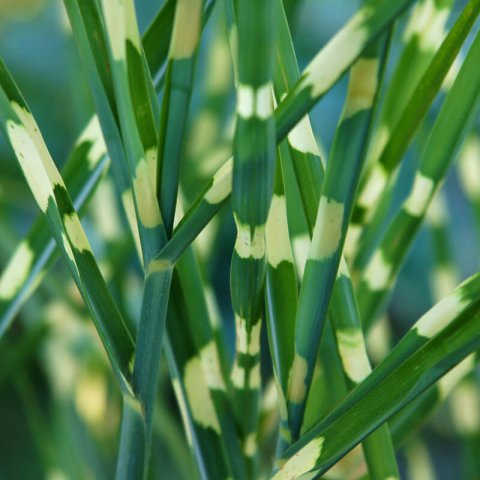 MISCANTHUS SINENSIS Zebrinus
