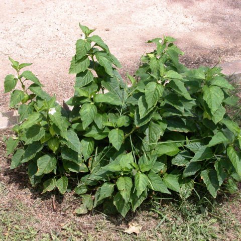 PHYSALIS ALKENKEGI FRANCHETTI