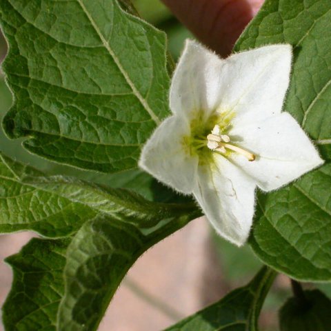 PHYSALIS ALKENKEGI FRANCHETTI