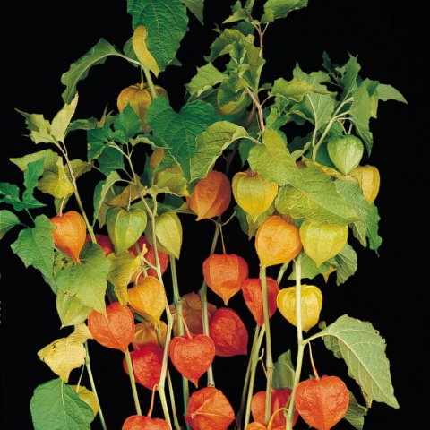 PHYSALIS ALKENKEGI FRANCHETTI