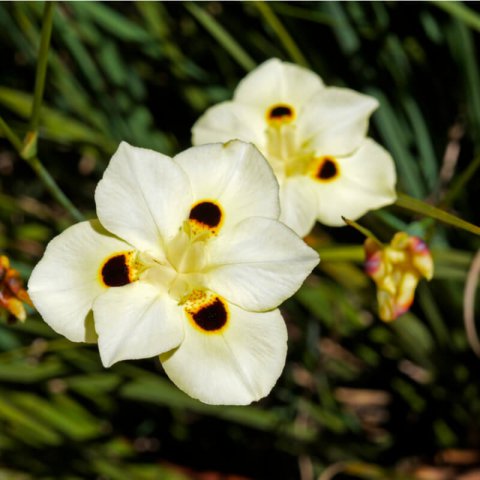 DIETES BICOLOR - African Iris