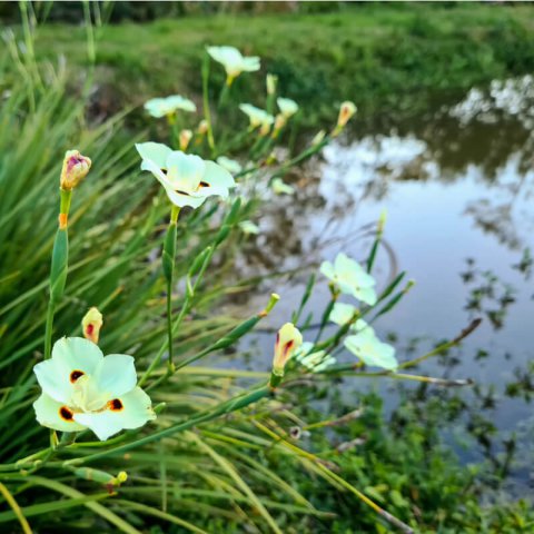 DIETES BICOLOR