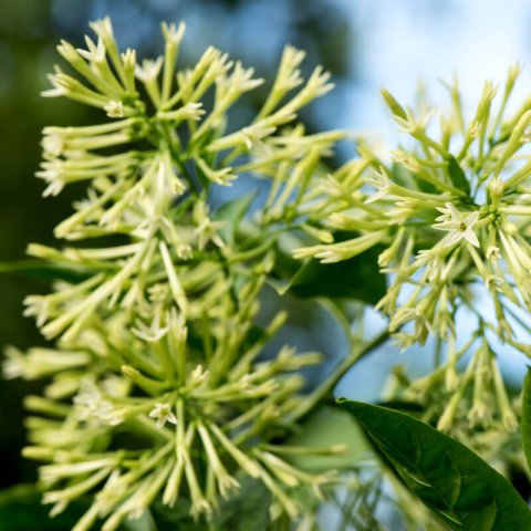 CESTRUM NOCTURNUM - Night Blooming Jasmine