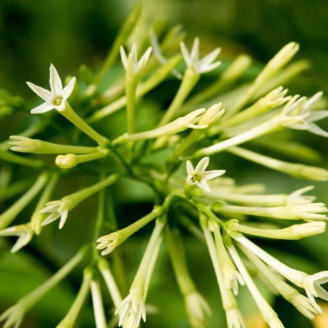 CESTRUM NOCTURNUM - Night Blooming Jasmine