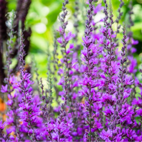 SALVIA NEMOROSA Violet Queen - Sauge Violet Queen 