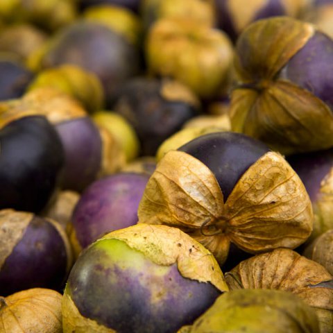 PHYSALIS IXOCARPA Pourpre