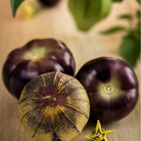 PHYSALIS IXOCARPA Pourpre
