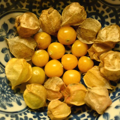 PHYSALIS IXOCARPA - TOMATILLO Amarylla