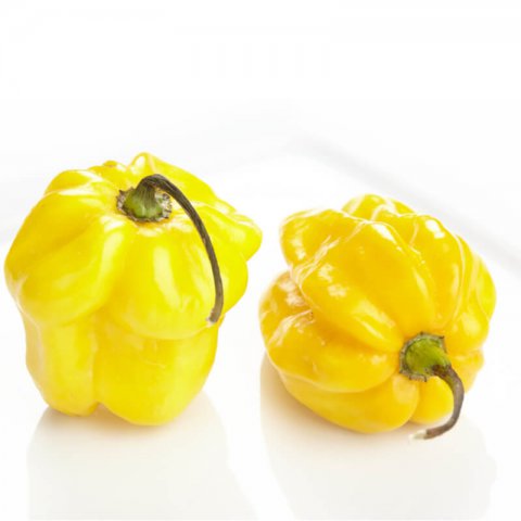 CAPSICUM CHINENSE - CHILE HABANERO LIMON