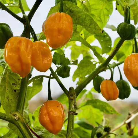 CAPSICUM CHINENSE - LEMON HABANERO PEPPER