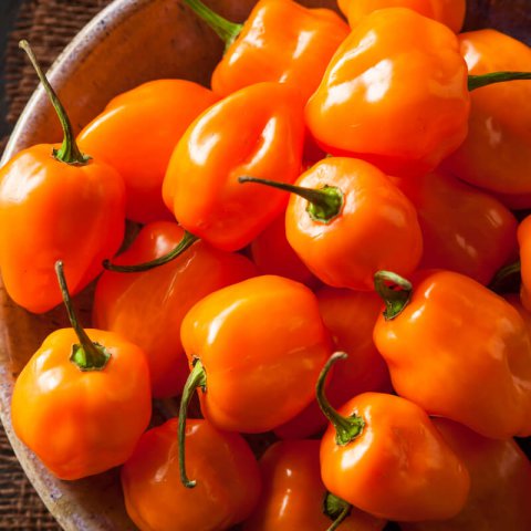 CAPSICUM CHINENSE - CHILE HABANERO ORANGE