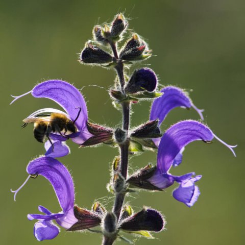 SALVIA PRATENSIS - Salvia de prados