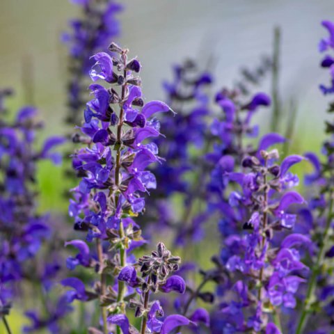 SALVIA PRATENSIS Twilight Serenade 