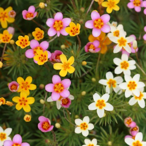 LEPTOSIPHON FRENCH HYBRIDS mix