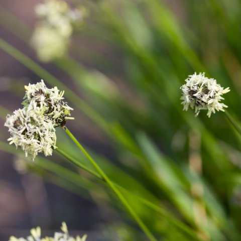 SESLERIA HEUFLERIANA - Zarza morisca #2