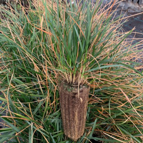 SESLERIA HEUFLERIANA - alveolo - Plug - Motte