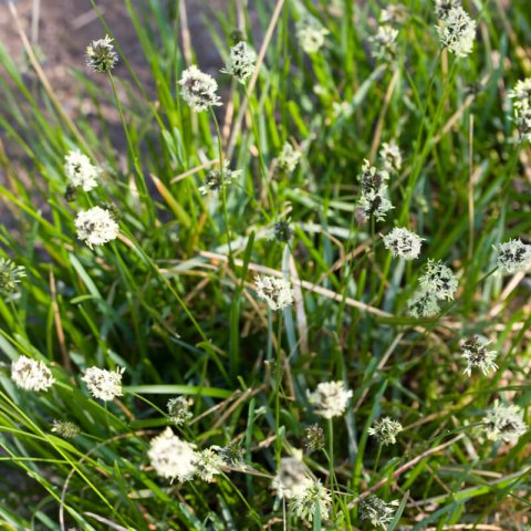 SESLERIA HEUFLERIANA