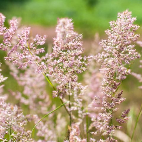 ERAGROSTIS TRICHODES - Sand Love Grass