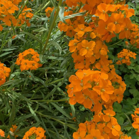 ERYSIMUM x ALLIONII - Alhel de Siberia