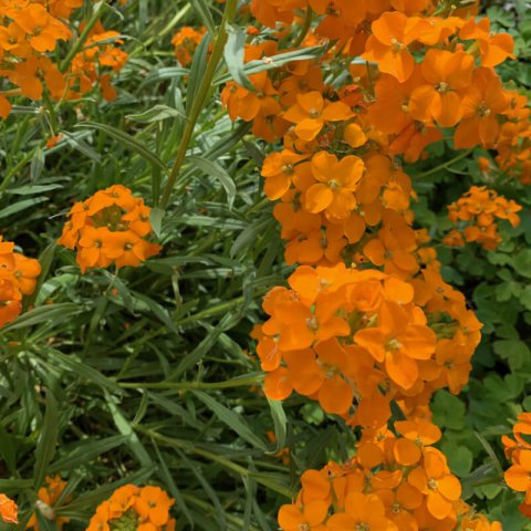 ERYSIMUM x ALLIONII - Siberian Wallflower