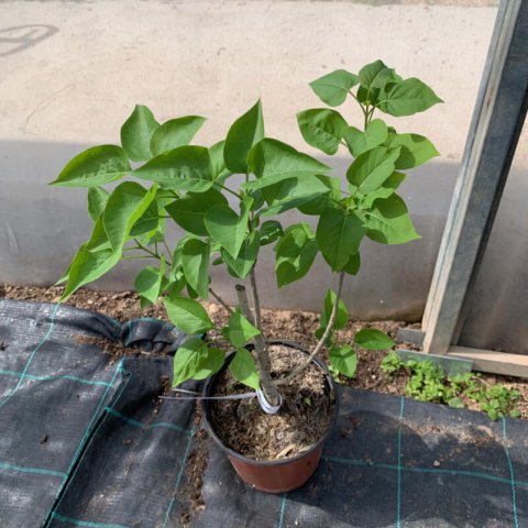 SYRINGA VULGARIS Victor Lemoine