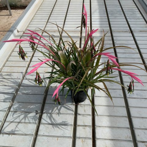 BILLBERGIA NUTANS