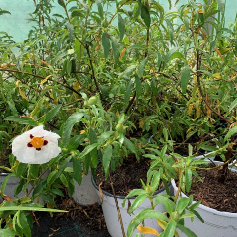 CISTUS x PURPUREUS Alan Fradd