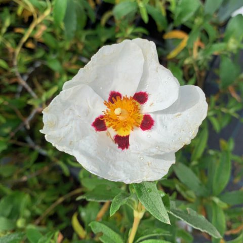 CISTUS x PURPUREUS Alan Fradd
