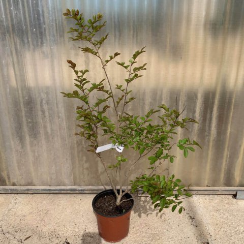 LAGERSTROEMIA INDICA Coccinea