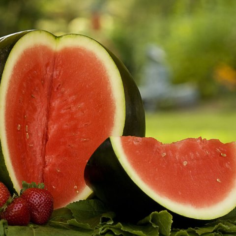 CITRULLUS LANATUS - WATERMELON Sugar Baby