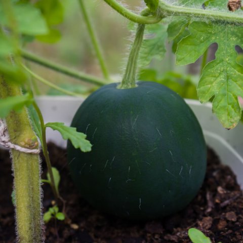 CITRULLUS LANATUS - WATERMELON Sugar Baby