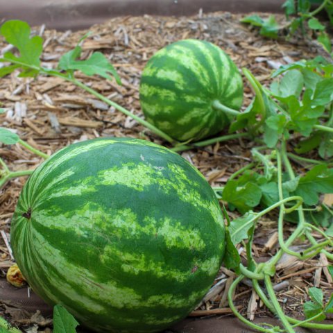 CITRULLUS LANATUS - PASTQUE Crimson Sweet