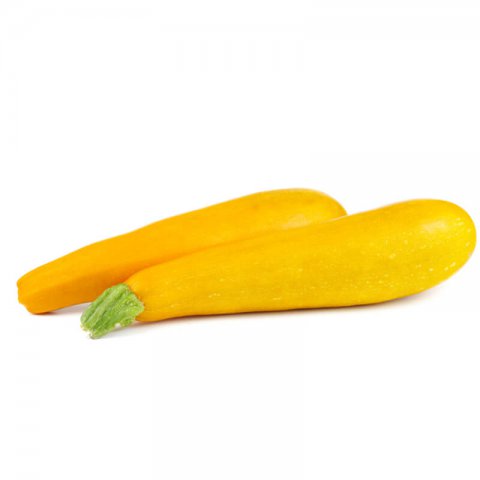 CUCURBITA PEPO - ZUCCHINI SQUASH  Goldena 