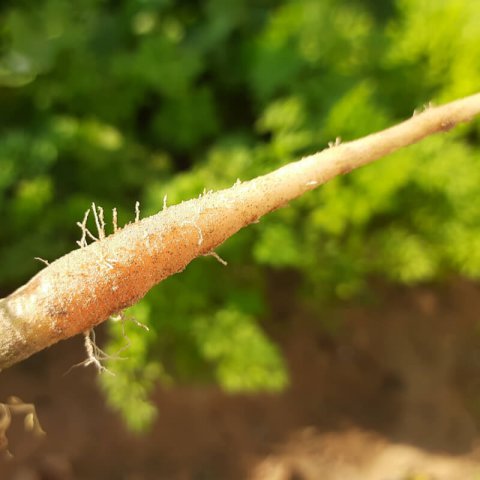 DAUCUS CAROTA silvestre