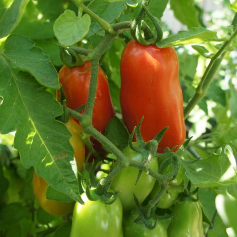 SOLANUM LYCOPERSICUM - TOMATE S. Marzano 2
