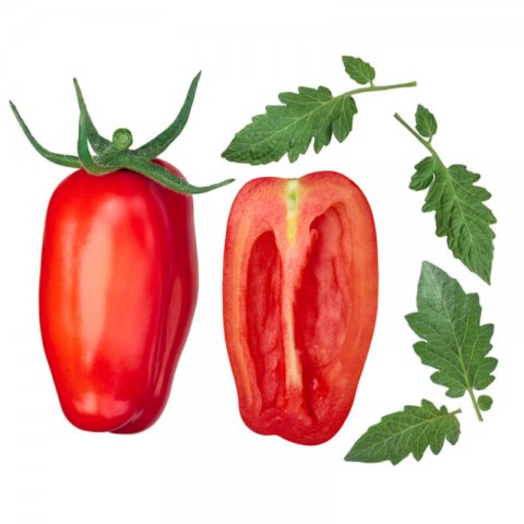 SOLANUM LYCOPERSICUM - TOMATE S. Marzano 2