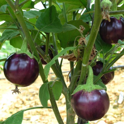 SOLANUM MELONGENA - BERENJENA Ronde de Valence