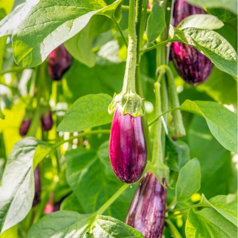 SOLANUM MELONGENA - AUBERGINE Listada de Ganda