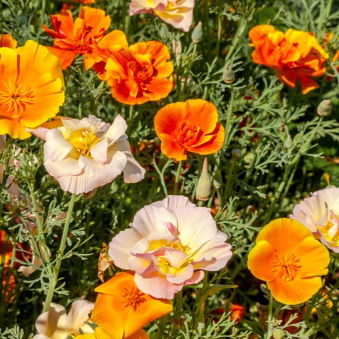 ESCHSCHOLTZIA CALIFORNICA Mission Bells mixed