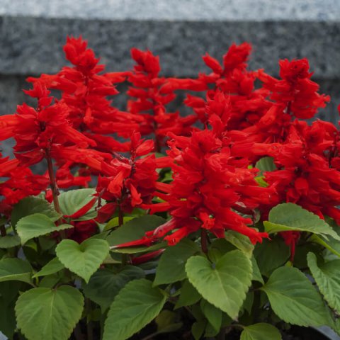 SALVIA SPLENDENS St. Johns Fire - Scarlet Sage
