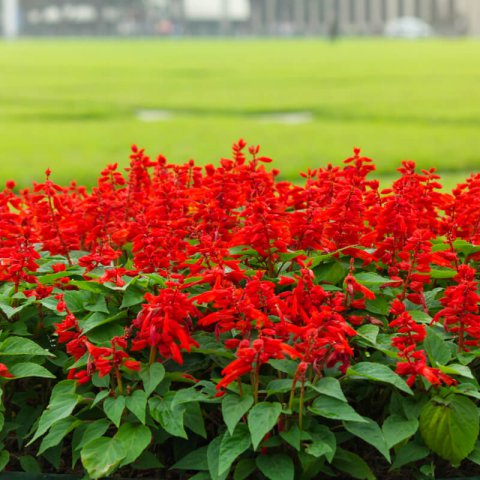 SALVIA SPLENDENS St. Johns Fire - Scarlet Sage