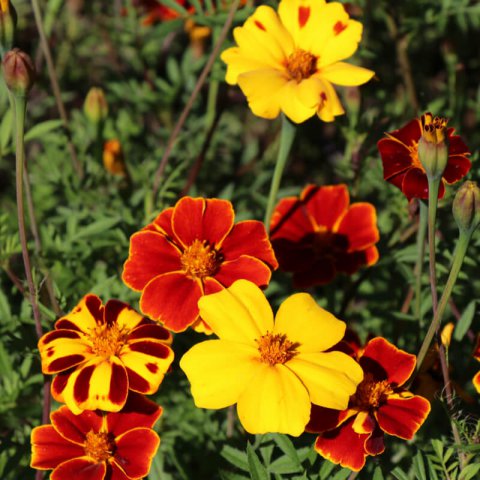 TAGETES ERECTA Nema - African Marigold