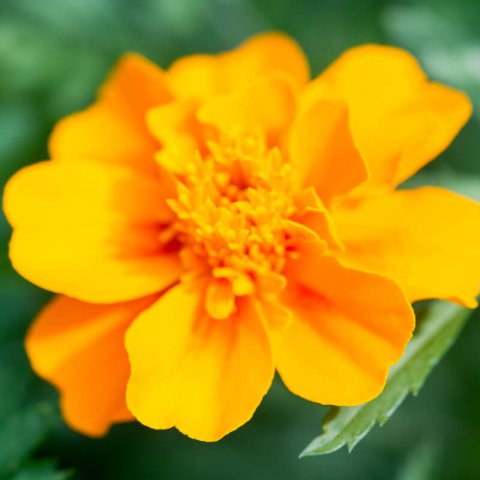 TAGETES LUCIDA - Pericn, Yerbans