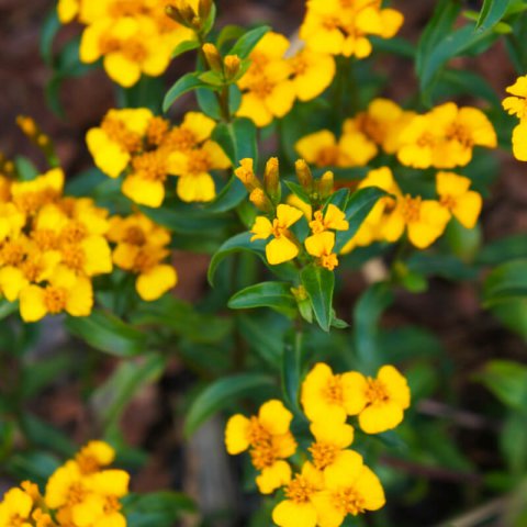 TAGETES LUCIDA - Mexican Tarragon, Sweet Mace