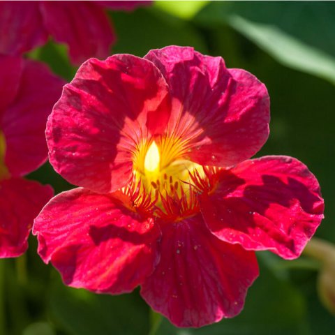 TROPAEOLUM NANUM Cherry Rose - Dwarf Nasturtium