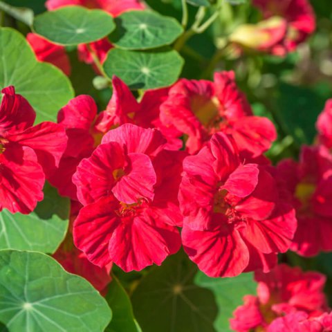 TROPAEOLUM NANUM Cherry Rose - Dwarf Nasturtium