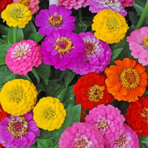 ZINNIA ELEGANS Super Yoga mix