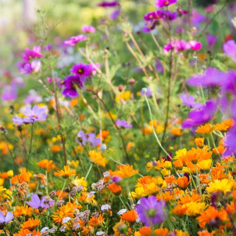 WILDFLOWER SHADY AREA MIX - Bloomer mix #1