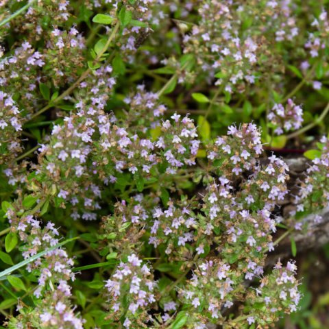 THYMUS NITENS - Dwarf Thyme