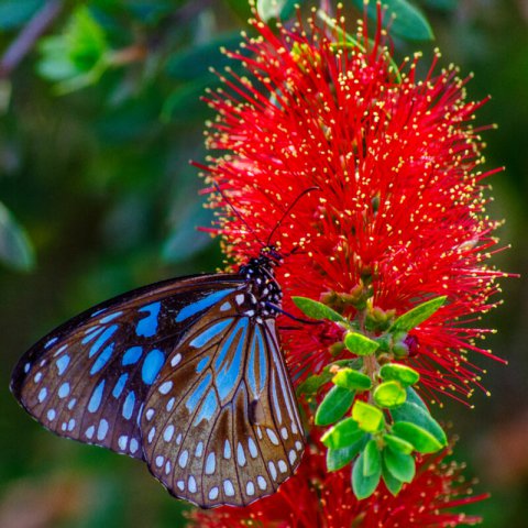 Plants Of Stiff Bottlebrush Callistemon Rigidus T O G